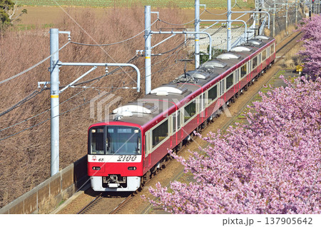 京急久里浜線 三浦海岸-三崎口 京急 2000形 2165編成 河津桜 京急久里浜線 三浦海岸-三崎口 京急 2000形 2165編成 河津桜 137905642