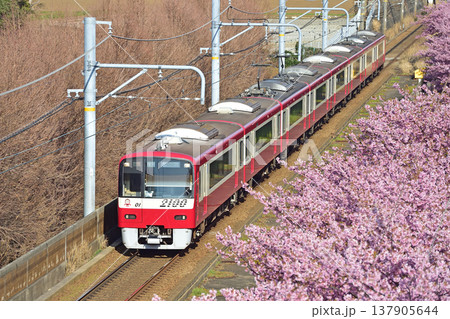 京急久里浜線　三浦海岸－三崎口　京急　2000形　2101編成　河津桜 137905644