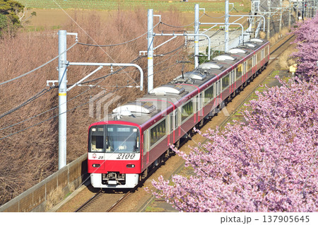 京急久里浜線 三浦海岸-三崎口 京急 2000形 2125編成 河津桜 京急久里浜線 三浦海岸-三崎口 京急 2000形 2125編成 河津桜 137905645