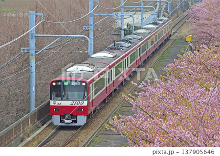 京急久里浜線　三浦海岸－三崎口　京急　2000形　2165編成　河津桜 137905646