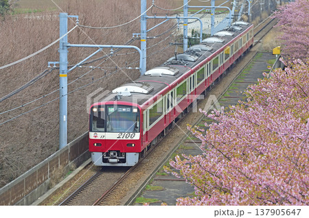 京急久里浜線　三浦海岸－三崎口　京急　2000形　2117編成　河津桜 137905647