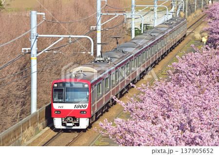京急久里浜線 三浦海岸-三崎口 京急 1000形 1145編成 河津桜 京急久里浜線 三浦海岸-三崎口 京急 1000形 1145編成 河津桜 137905652