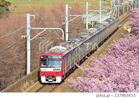 京急久里浜線　三浦海岸－三崎口　京急　1000形　1073編成　河津桜 137905653