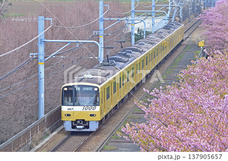 京急久里浜線 三浦海岸-三崎口 京急 1000形 1057編成 河津桜 京急久里浜線 三浦海岸-三崎口 京急 1000形 1057編成 河津桜 137905657
