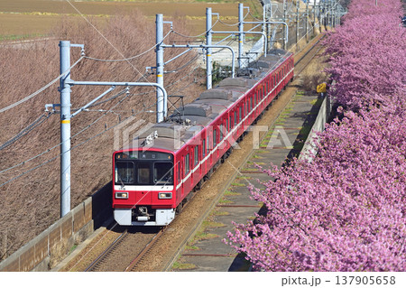京急久里浜線 三浦海岸-三崎口 京急 1500形 1719編成 河津桜 京急久里浜線 三浦海岸-三崎口 京急 1500形 1719編成 河津桜 137905658