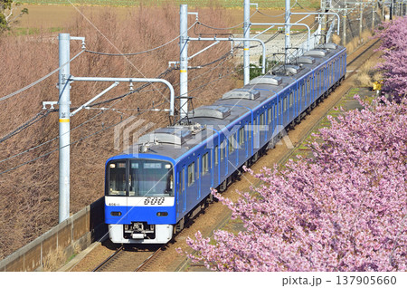 京急久里浜線　三浦海岸－三崎口　京急　600形　606編成　河津桜 137905660