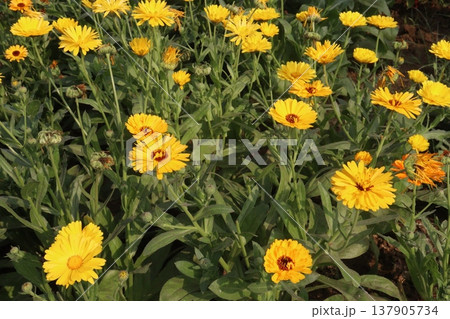 Calendula officinalis flower plant on field Calendula officinalis flower plant on field 137905734