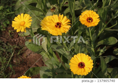 Calendula officinalis flower plant on field Calendula officinalis flower plant on field 137905740