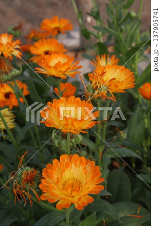 Calendula officinalis flower plant on field Calendula officinalis flower plant on field 137905741