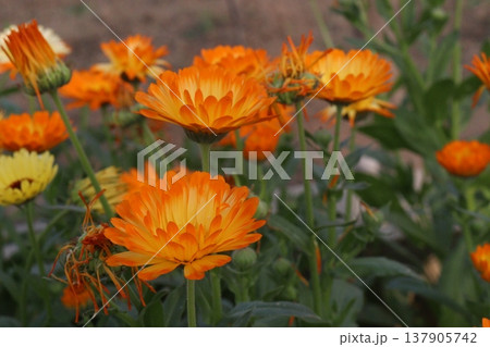 Calendula officinalis flower plant on field 137905742