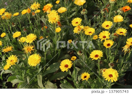 Calendula officinalis flower plant on field 137905743