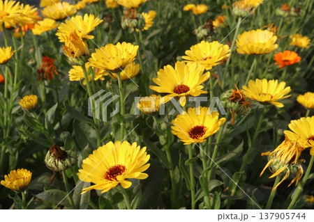 Calendula officinalis flower plant on field 137905744