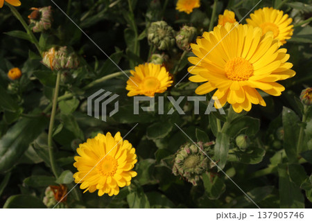 Calendula officinalis flower plant on field Calendula officinalis flower plant on field 137905746