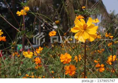 Calendula officinalis flower plant on field Calendula officinalis flower plant on field 137905747