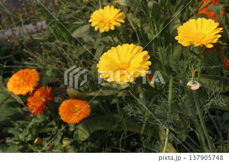 Calendula officinalis flower plant on field Calendula officinalis flower plant on field 137905748