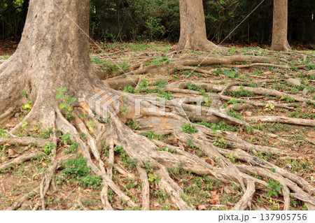 fallen tree in the forest fallen tree in the forest 137905756