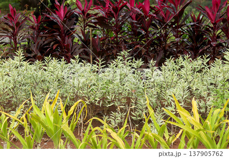 green plants growing in pots 137905762