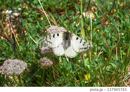 White butterfly rests on purple flowers White butterfly rests on purple flowers 137905783