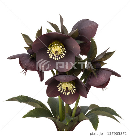 Cluster of elegant dark purple hellebore flowers with detailed petals, isolated on transparent background for design projects 137905872