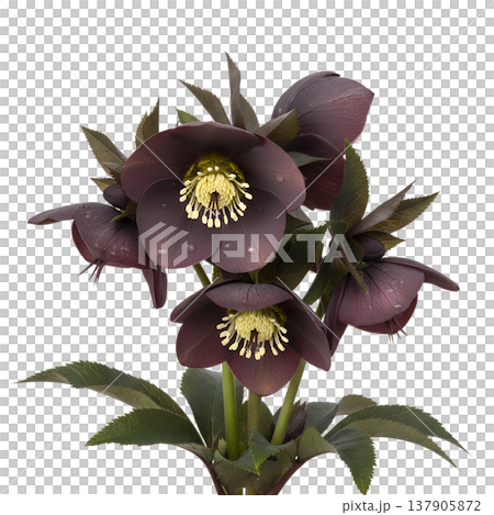 Cluster of elegant dark purple hellebore flowers with detailed petals, isolated on transparent background for design projects 137905872