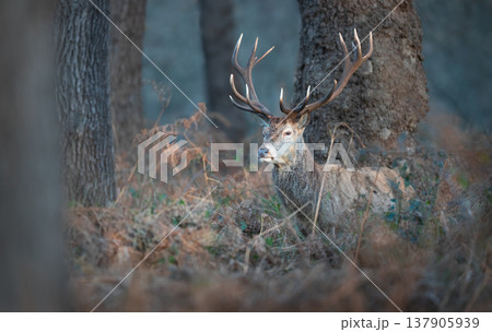 Red deer stag standing in autumn forest, UK. Red deer stag standing in autumn forest, UK. 137905939
