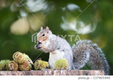 Grey squirrel eating chestnut while sitting on tree stump surrounded by spiky chestnut burrs 137905940