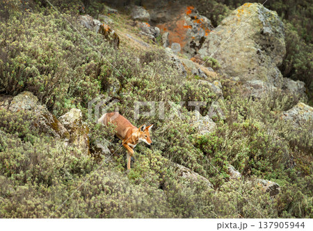 Rare endangered Ethiopian Wolf (Canis simensis) foraging in highland grasslands Rare endangered Ethiopian Wolf (Canis simensis) foraging in highland grasslands 137905944