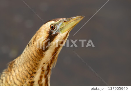 Portrait of Eurasian bittern (Botaurus stellaris) standing motionless in wetland habitat Portrait of Eurasian bittern (Botaurus stellaris) standing motionless in wetland habitat 137905949
