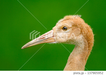 Portrait of young Sandhill crane with soft cinnamon feathers 137905952