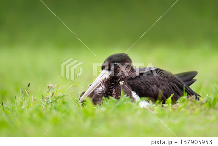 Black stork juvenile resting in vibrant green grass 137905953