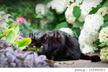 Black cat among white hydrangeas in a vibrant flower garden Black cat among white hydrangeas in a vibrant flower garden 137905955