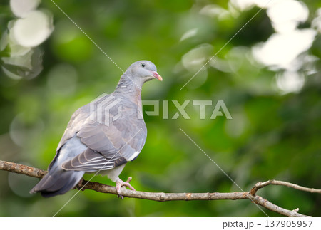 Portrait of a common wood pigeon perched on a tree branch Portrait of a common wood pigeon perched on a tree branch 137905957