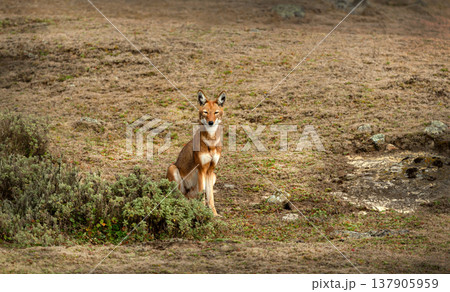 Rare endangered Ethiopian Wolf (Canis simensis) sitting in highland grasslands Rare endangered Ethiopian Wolf (Canis simensis) sitting in highland grasslands 137905959