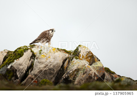 Augur buzzard (Buteo augur) perched on a rocky cliff in Ethiopia Augur buzzard (Buteo augur) perched on a rocky cliff in Ethiopia 137905965
