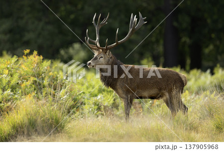 Red deer stag standing in meadow in autumn 137905968