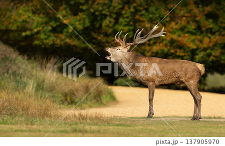 Red deer stag roaring during rutting season in autumn 137905970