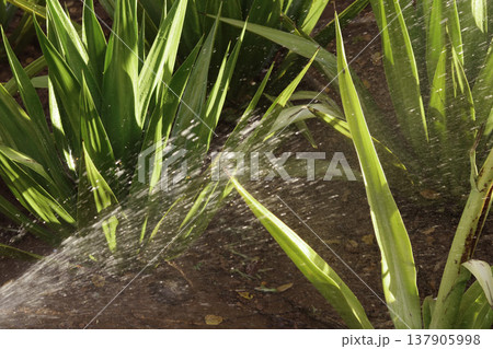 green grass growing in the garden 137905998