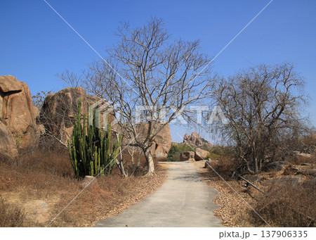 Cactus, gravel road and granite mountain on the Hampi Hippie Island, Karnataka, India. Cactus, gravel road and granite mountain on the Hampi Hippie Island, Karnataka, India. 137906335