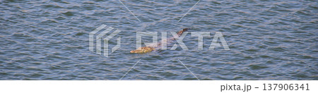 Mugger crocodile swimming in a lake near Hampi, India. Mugger crocodile swimming in a lake near Hampi, India. 137906341