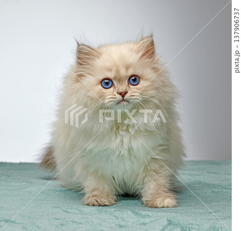 White Siberian colorpoint kitten Neva Masquerade with blue eyes White Siberian colorpoint kitten Neva Masquerade with blue eyes 137906737