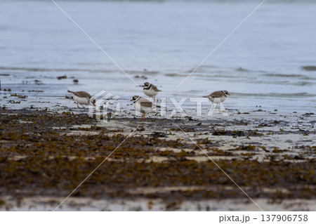 A Ringed Plover (Charadrius hiaticula) on a beach 137906758