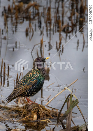 The common starling (Sturnus vulgaris), also known as the European starling 137906760
