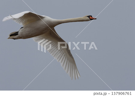 flying swan upon the river 137906761