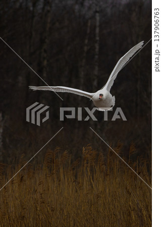 Mute swan (cygnus olor) flying Mute swan (cygnus olor) flying 137906763