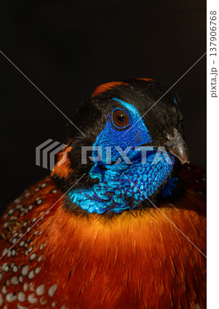 Male satyr tragopan Tragopan satyra Male satyr tragopan Tragopan satyra 137906768
