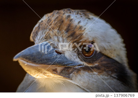 Australian kookaburra close up. Australian kookaburra close up. 137906769
