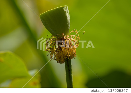 Green lotus seed pod macro with soft bokeh Green lotus seed pod macro with soft bokeh 137906847