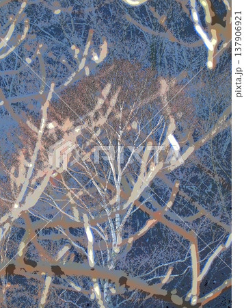 藪の中から見る、山の中腹に立つ白い木肌のダケカンバ(afr20260228080948) 藪の中から見る、山の中腹に立つ白い木肌のダケカンバ(afr20260228080948) 137906921