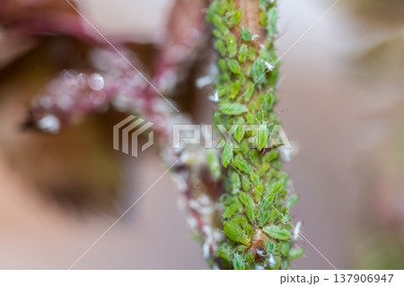 Green aphids on rose plant, tiny green flies insecticide lice 137906947