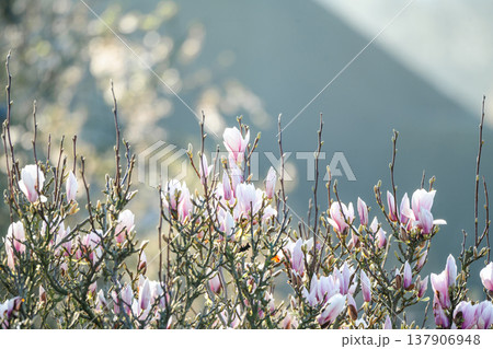 Spring floral background, blooming magnolia flowers in the morning light. 137906948